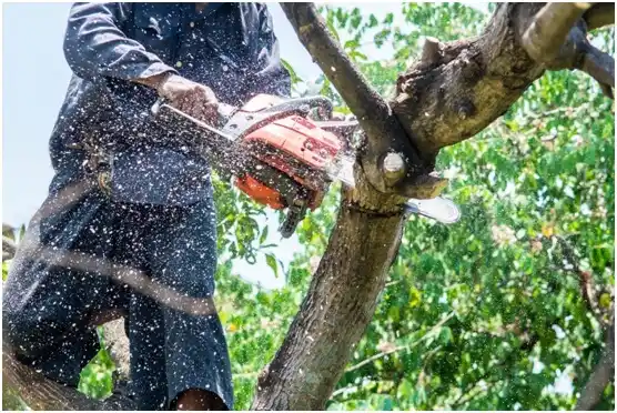 tree services Sweeny